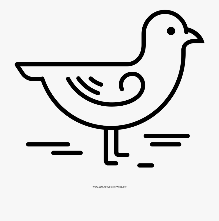 seagull clipart free coloring