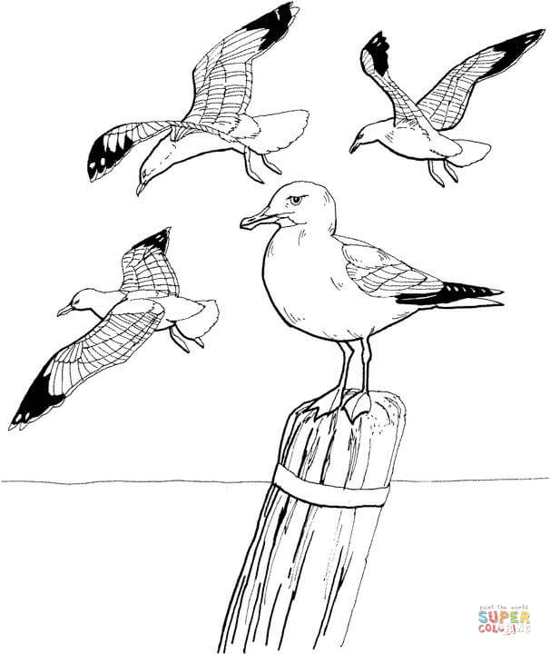 Seagulls coloring pages.