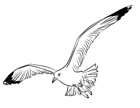 Flying seagull coloring.