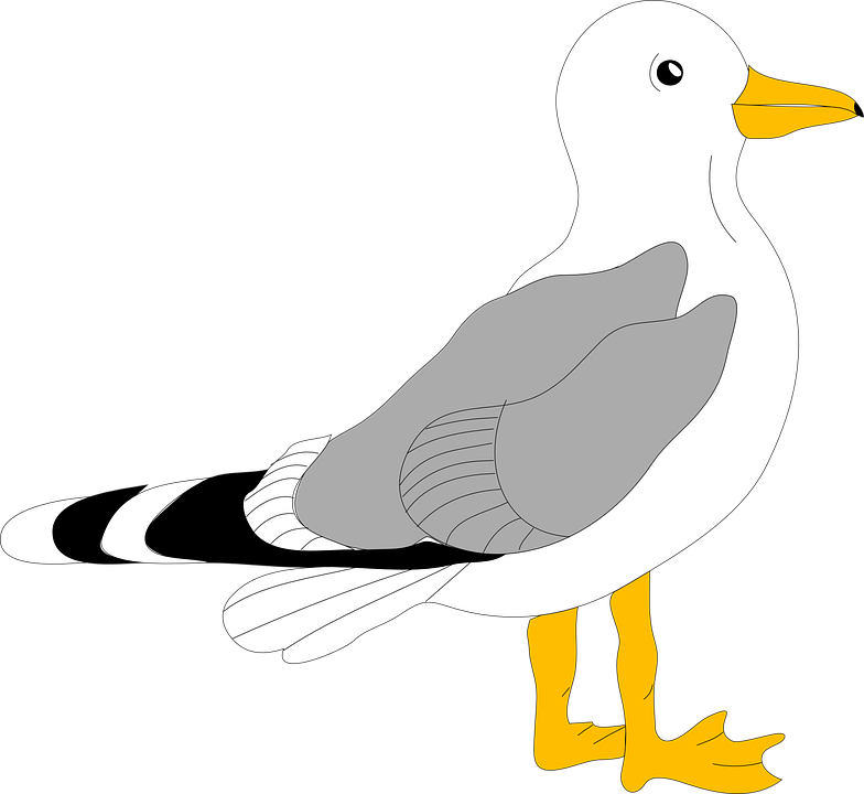 Seagull Clipart line drawing