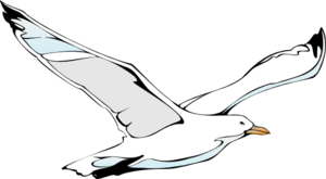seagull clipart free flying
