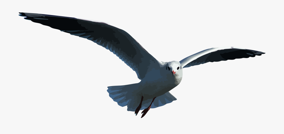 seagull clipart free flying away