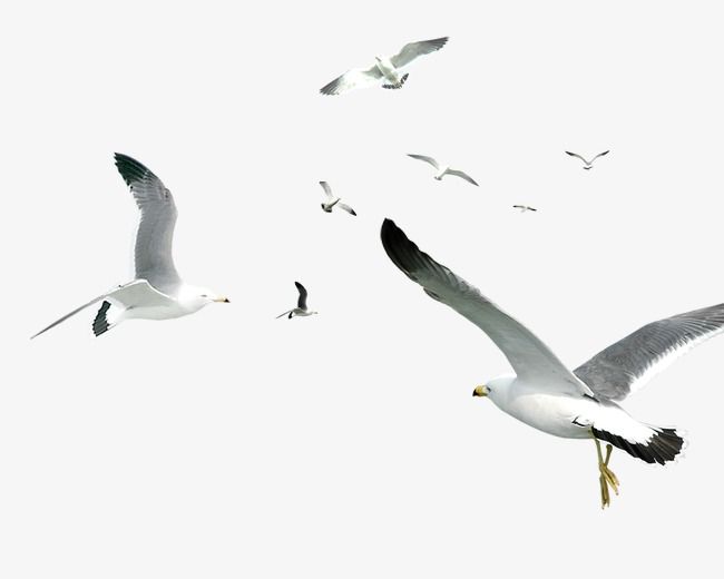 Seagull, Bird, Fly PNG Transparent Clipart Image and PSD