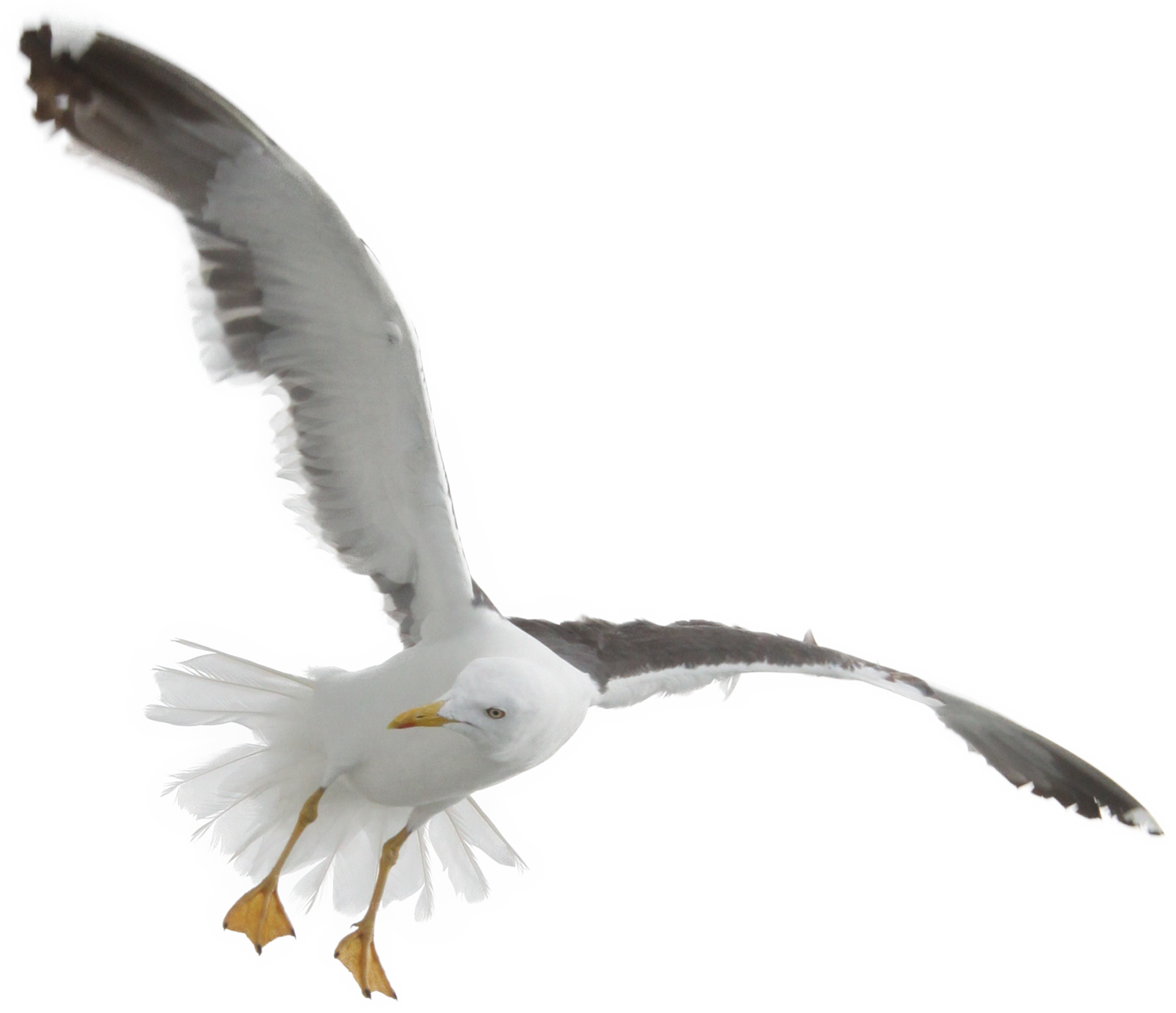 seagull clipart free ocean bird
