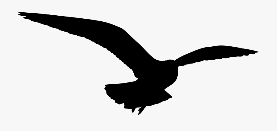 Gulls bird silhouette.