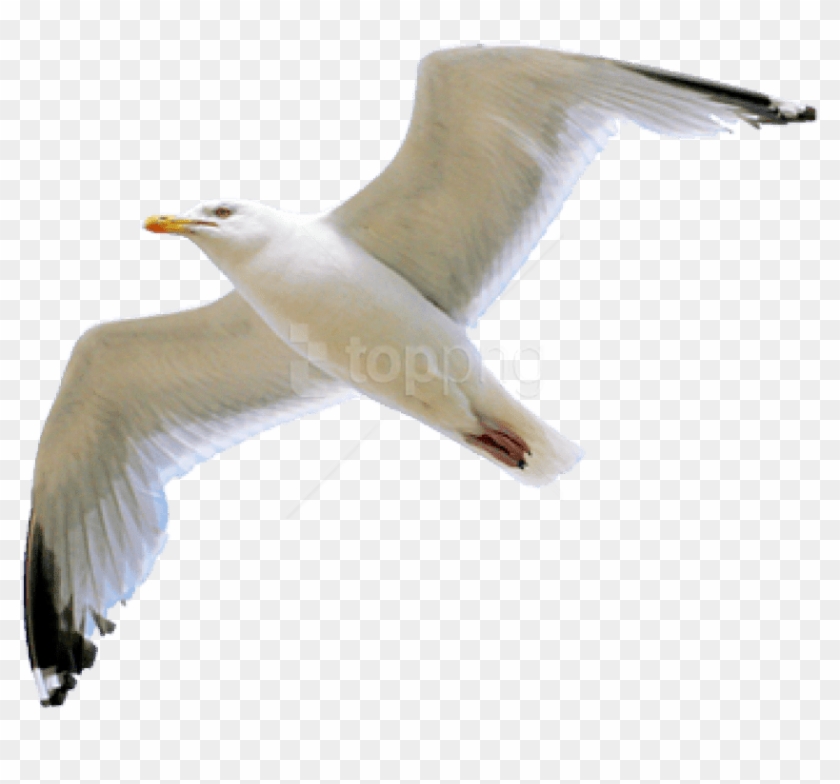 Seagull Clipart Transparent Background