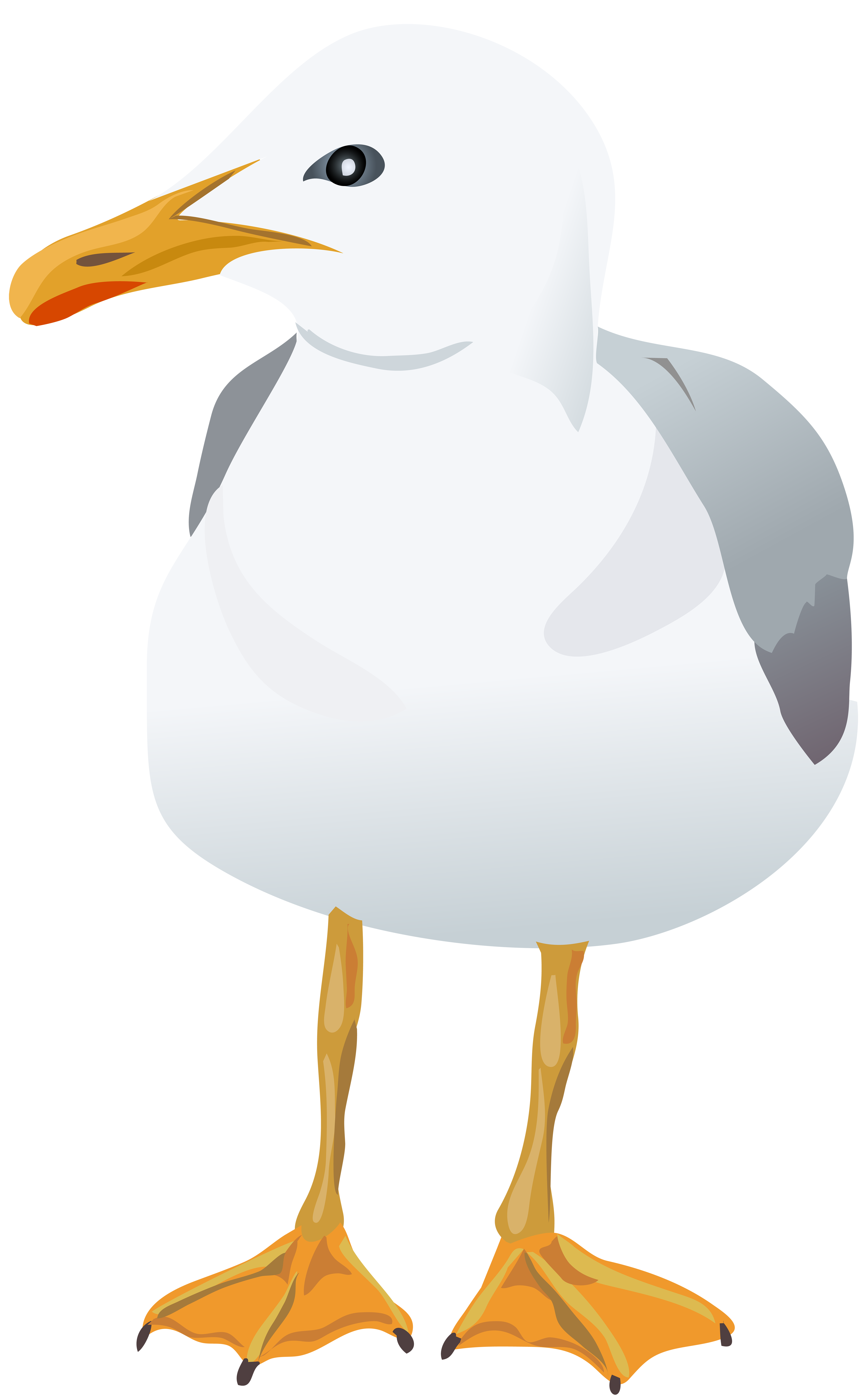 Seagull transparent png.
