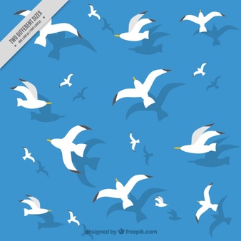 Seagull Vectors, Photos and PSD files