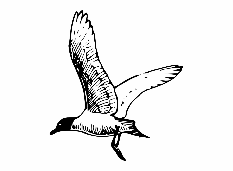 Franklins Gull Clip Art Free PNG Images