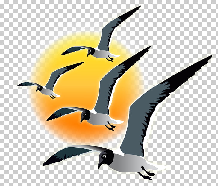 Water bird Fauna Beak, seagull sunset PNG clipart