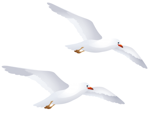 Seagulls png clipart.