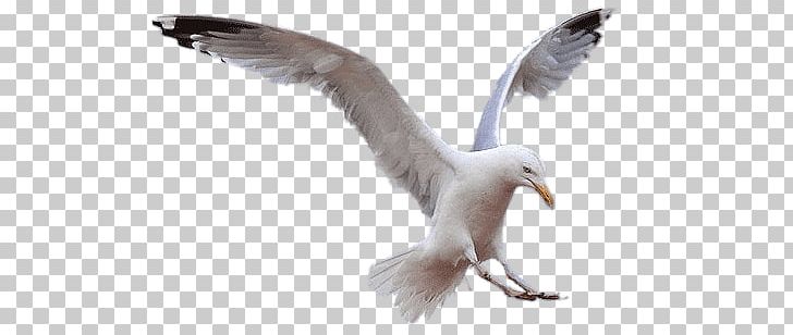 Seagull landing png.