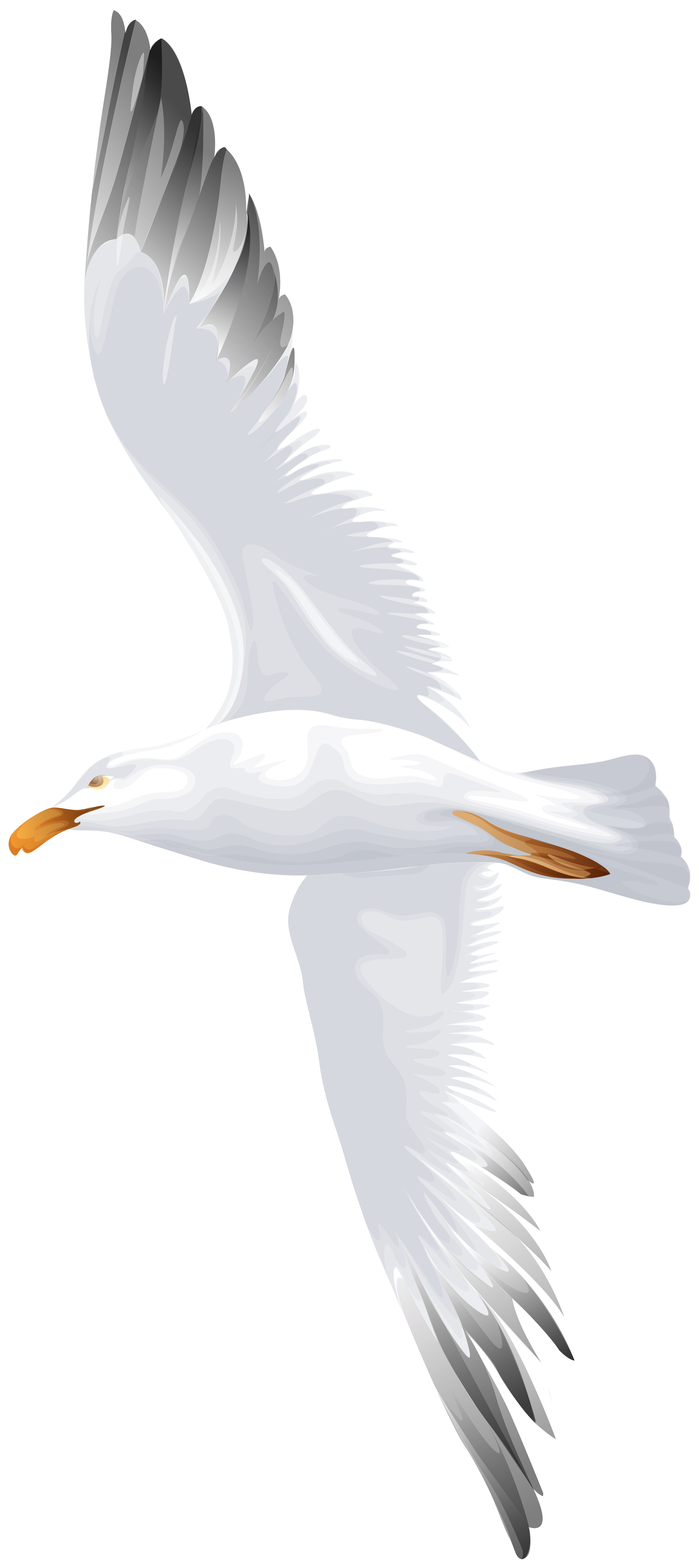 Seagull flying png.