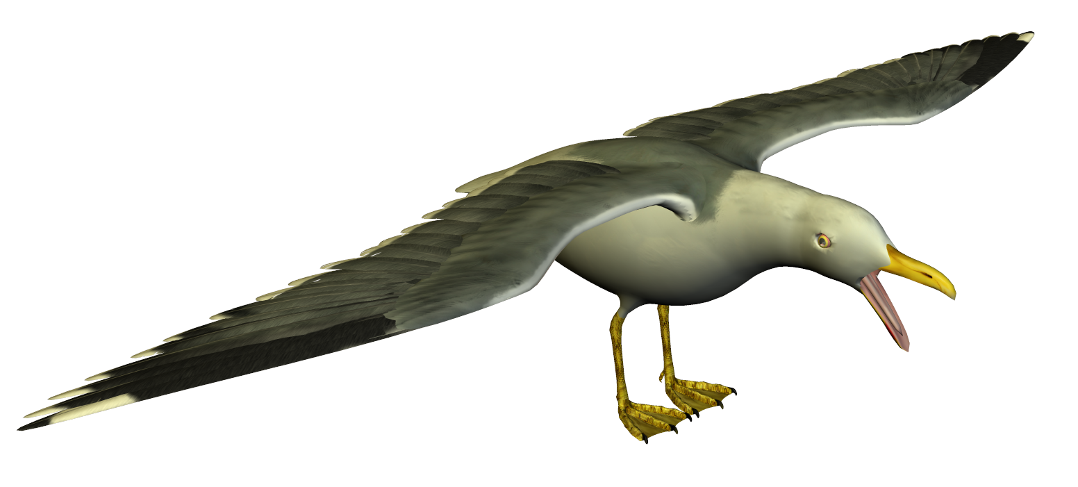 Seagull high resolution clip art free image