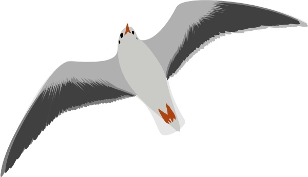 Sea Gull Seagull clip art Free vector in Open office drawing