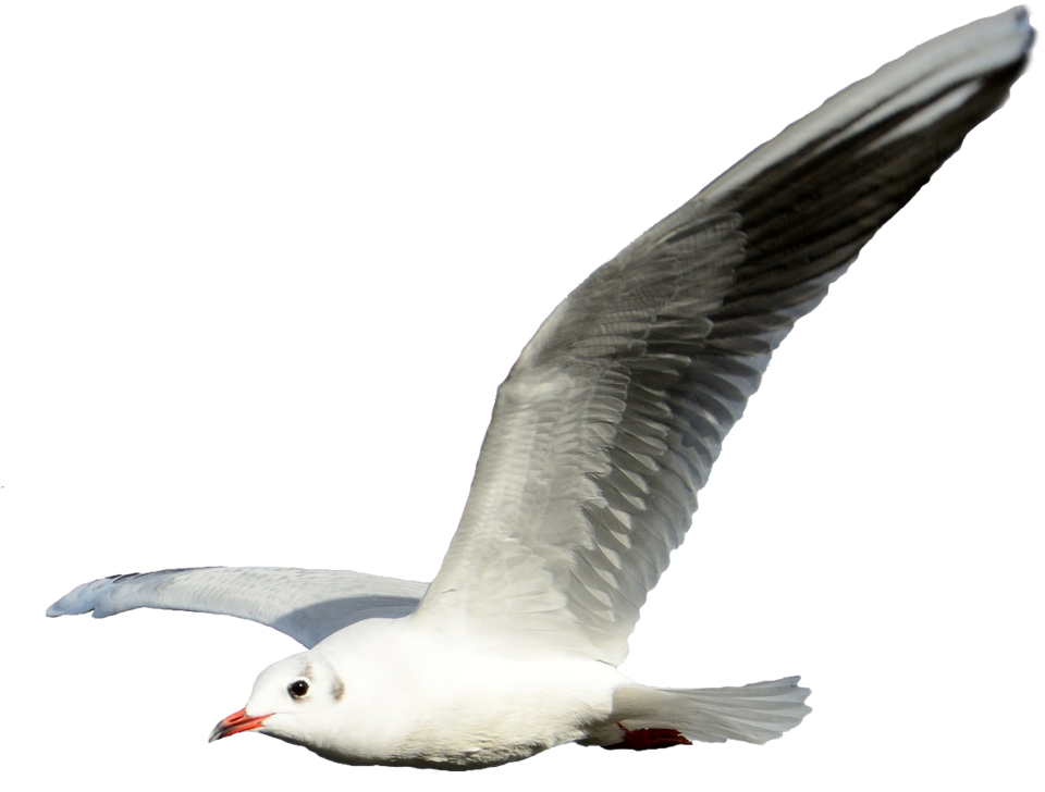 seagull clipart realistic