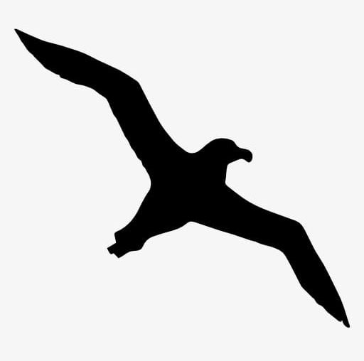 Seagull silhouette png.