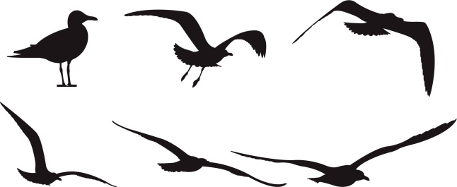 seagull clipart silhouette
