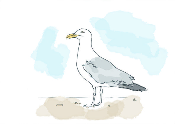 Hand drawn seagull.