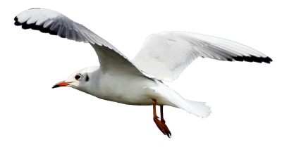 Download SEAGULL Free PNG transparent image and clipart