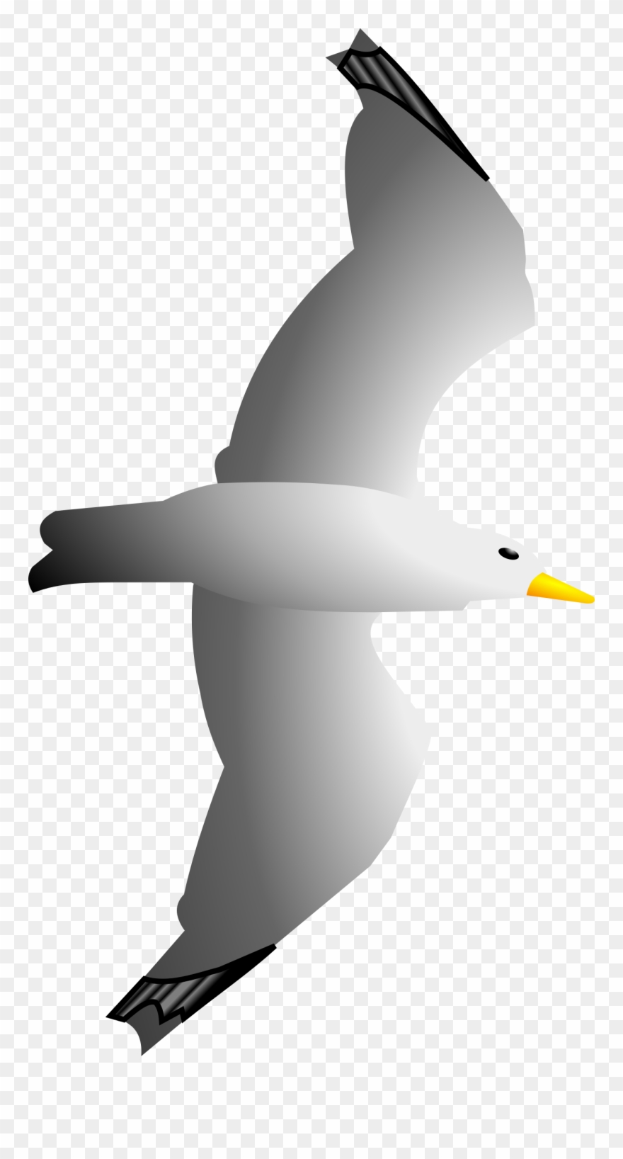 seagull clipart transparent background