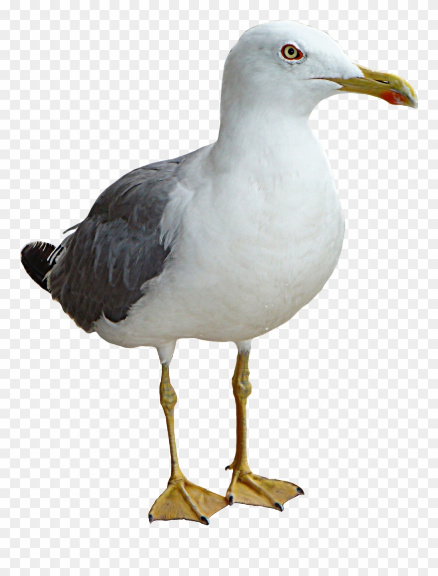 Seagull Bird Thinking Png Transparent Image