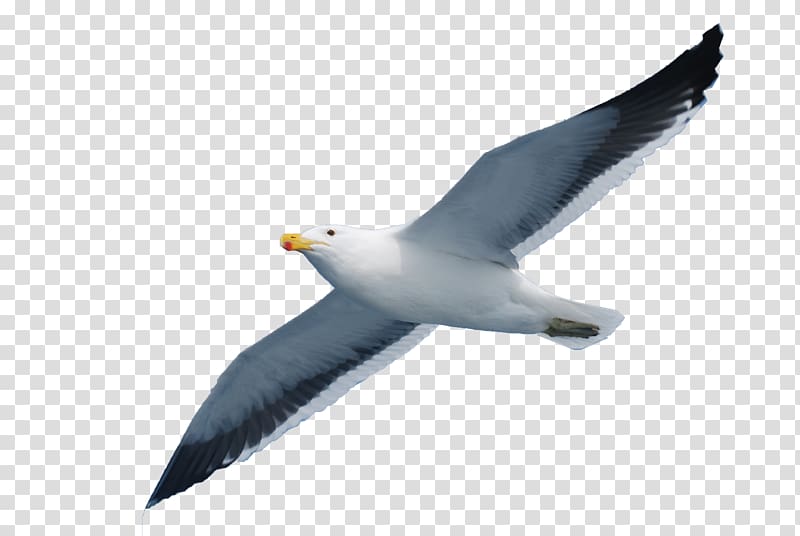 White seagull, Gulls Seabird, Seabird seagull transparent