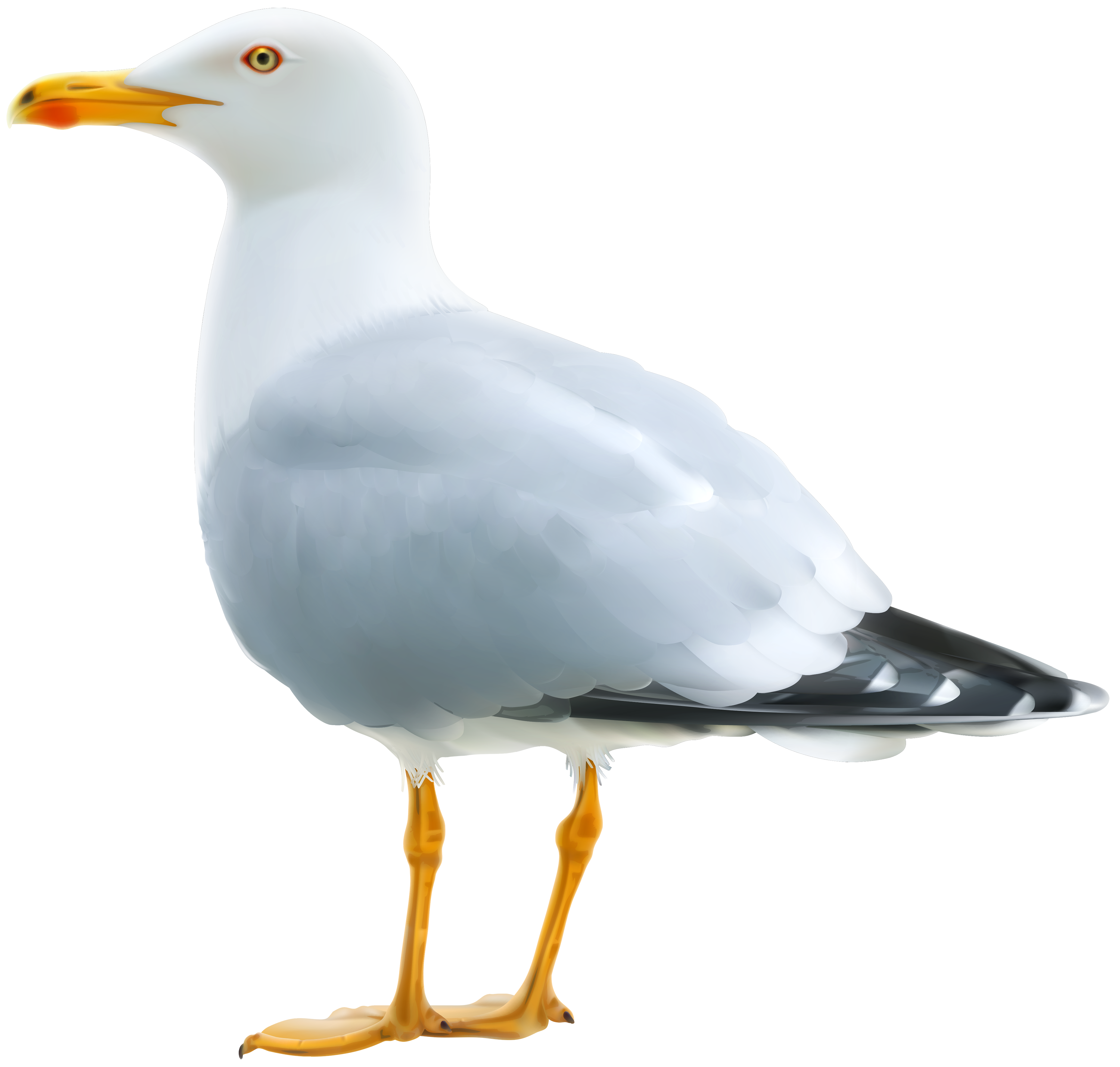 Seagull png clipart.