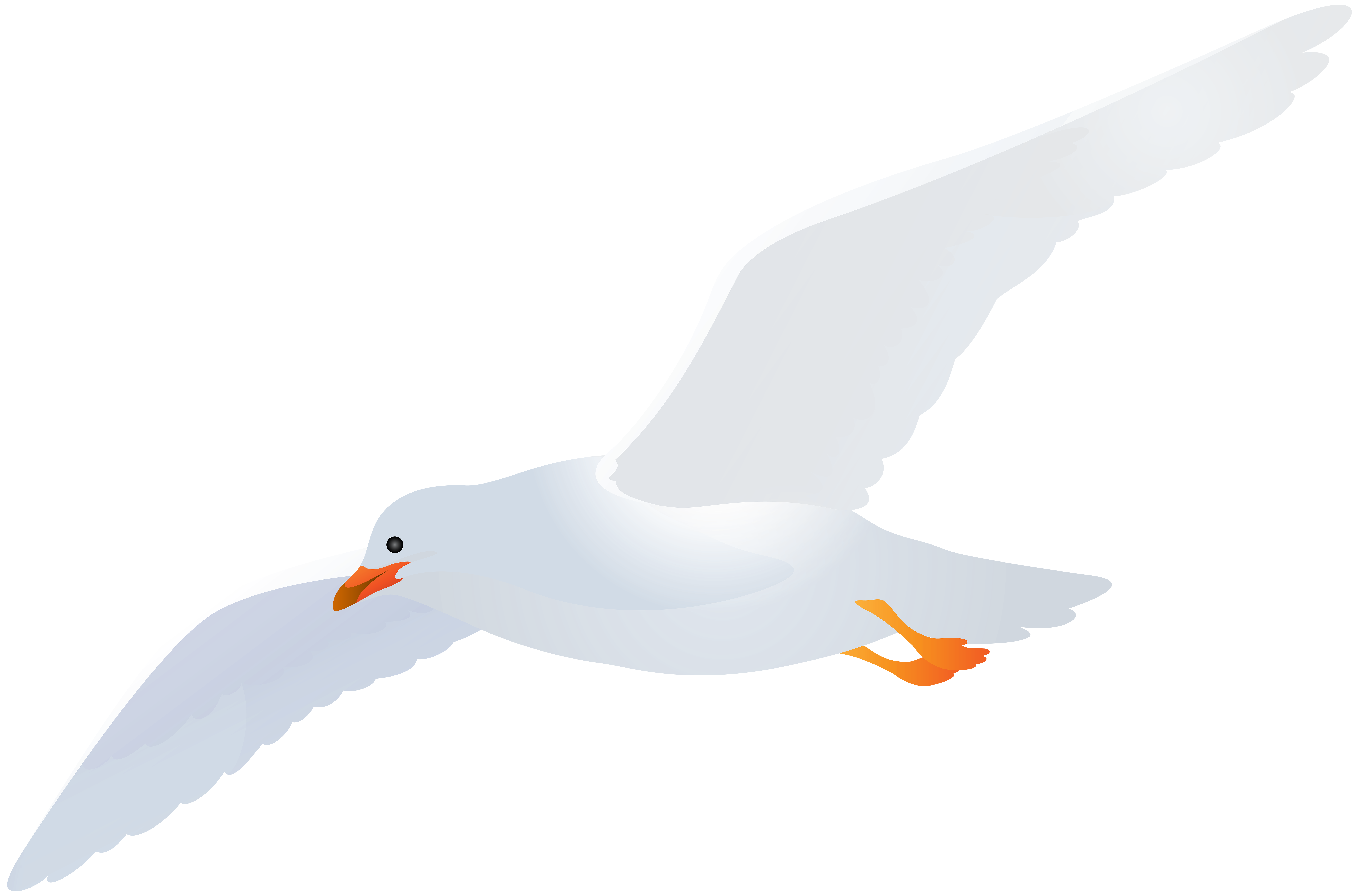Seagull Transparent Clip Art Image