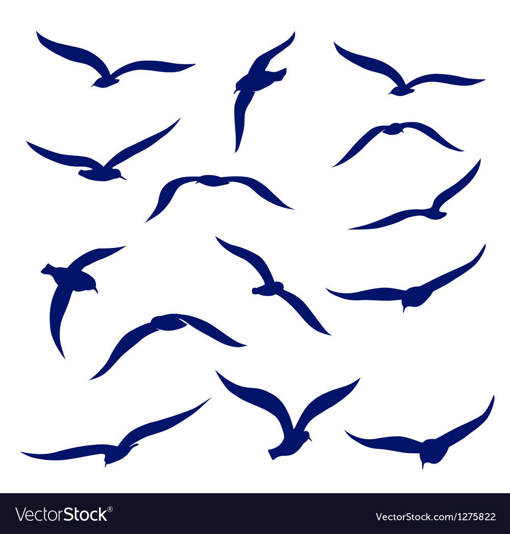 Seagull silhouettes.