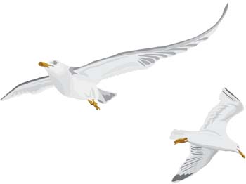 Seagull vector free.