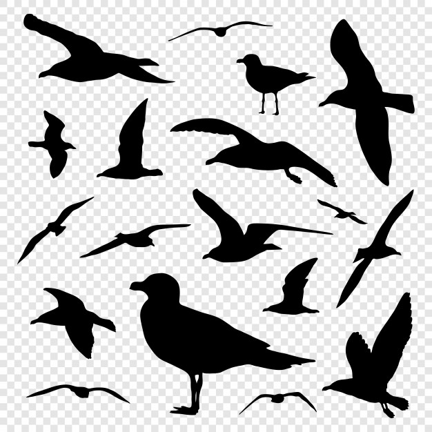 Black silhouette set of seagull isolated on transparent