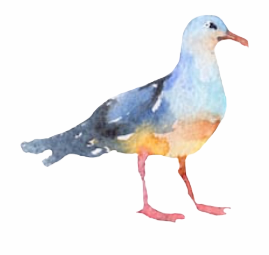 Bird seagull watercolor.