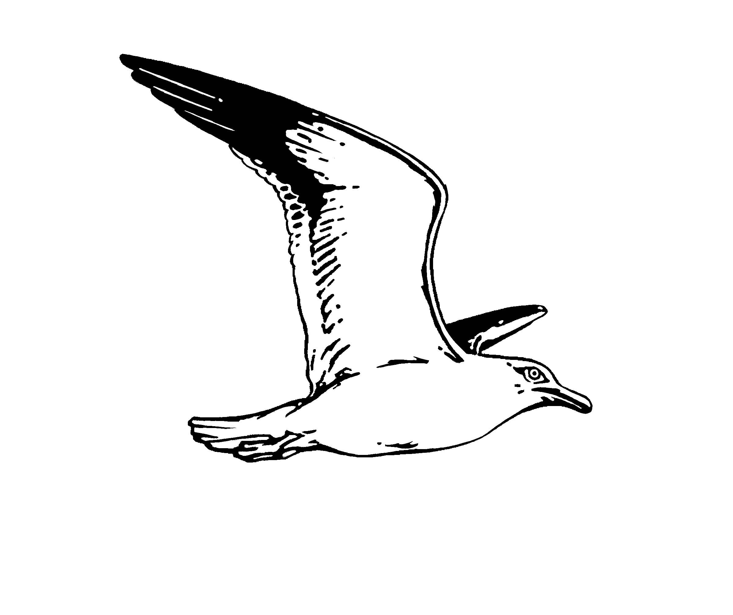 Seagull clipart black and white pencil in color seagull