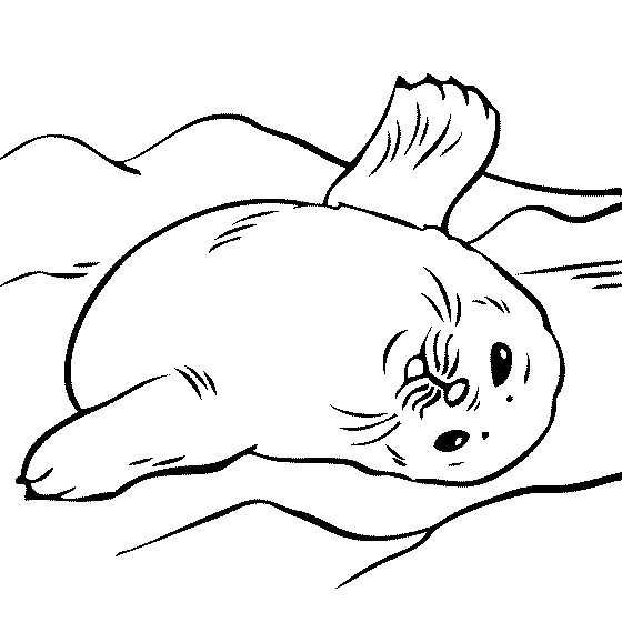 Free Cute Seal Coloring, Download Free Clip Art, Free Clip