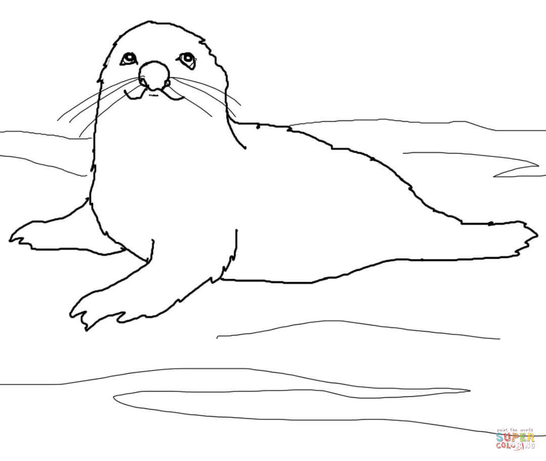 Harp Seal Clipart easy cartoon