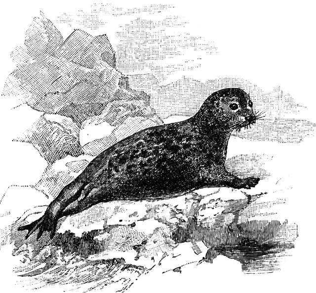 Harbor seal clipart.