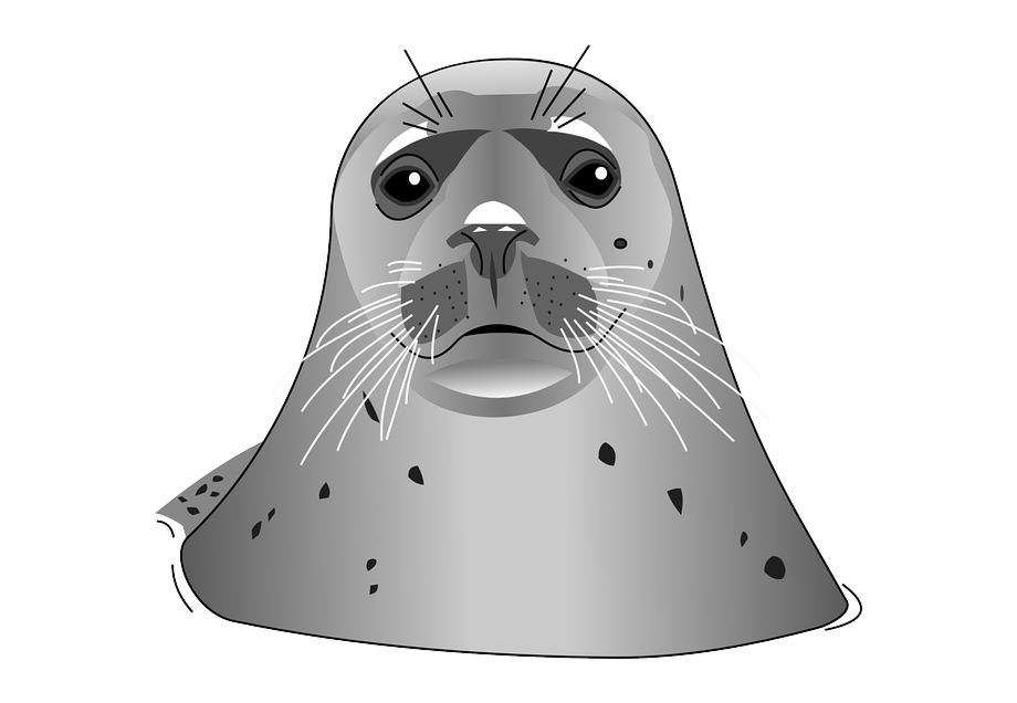 Harbour Seal Clip Art