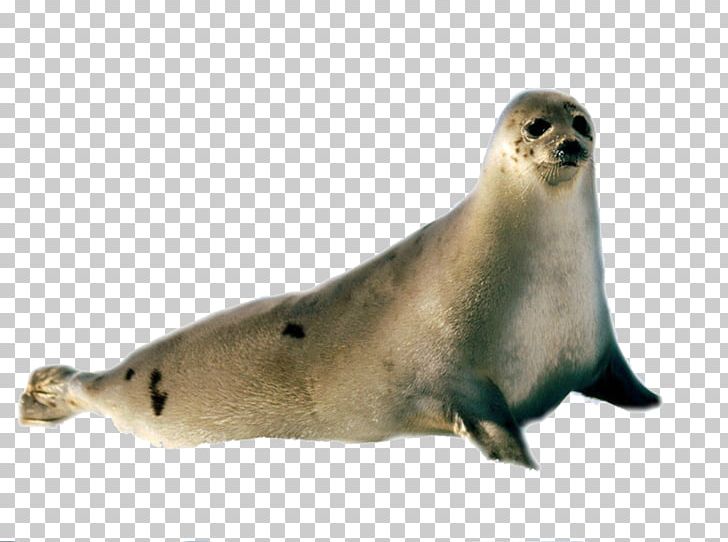 Arctic harp seal.