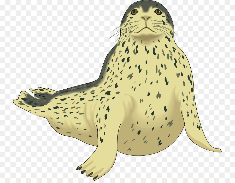 Harp seal wildlife.