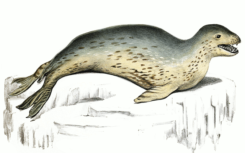Leopard seal clipart.