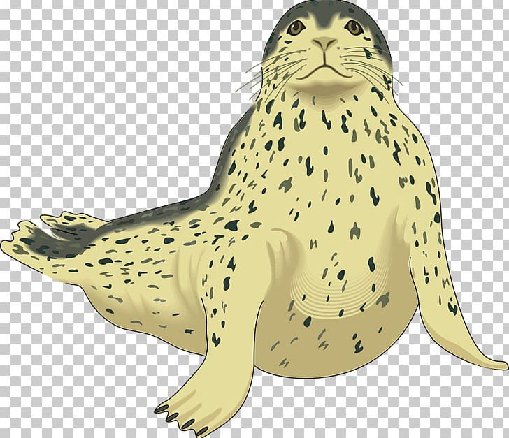 Earless Seal Sea Lion Harp Seal Leopard Seal PNG, Clipart