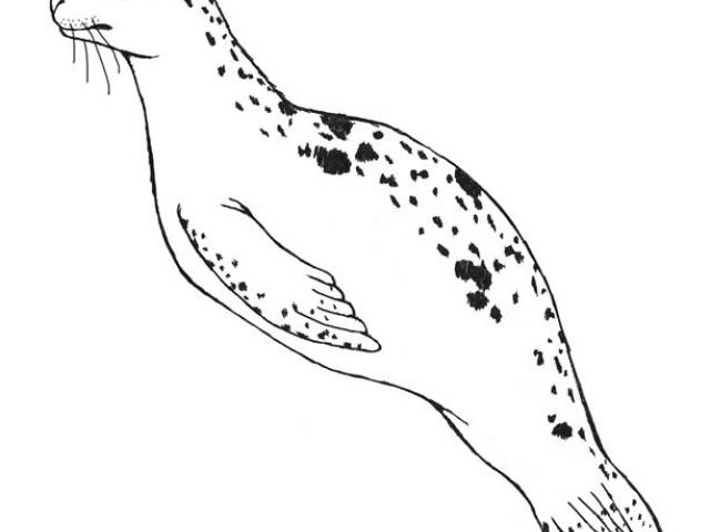 Free leopard seal.