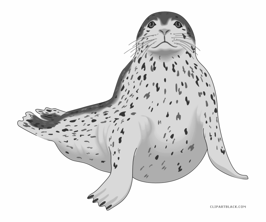 Seal clipart real.