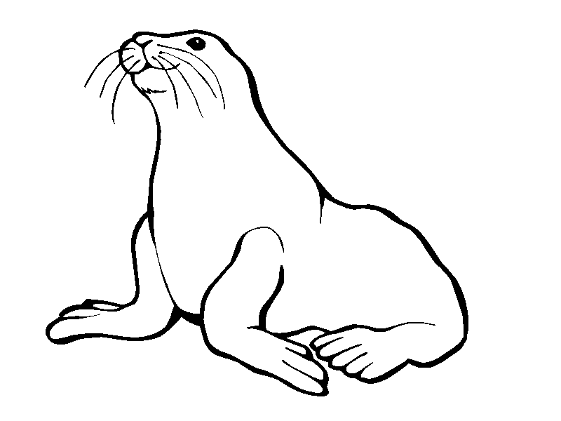 Seal clipart black.