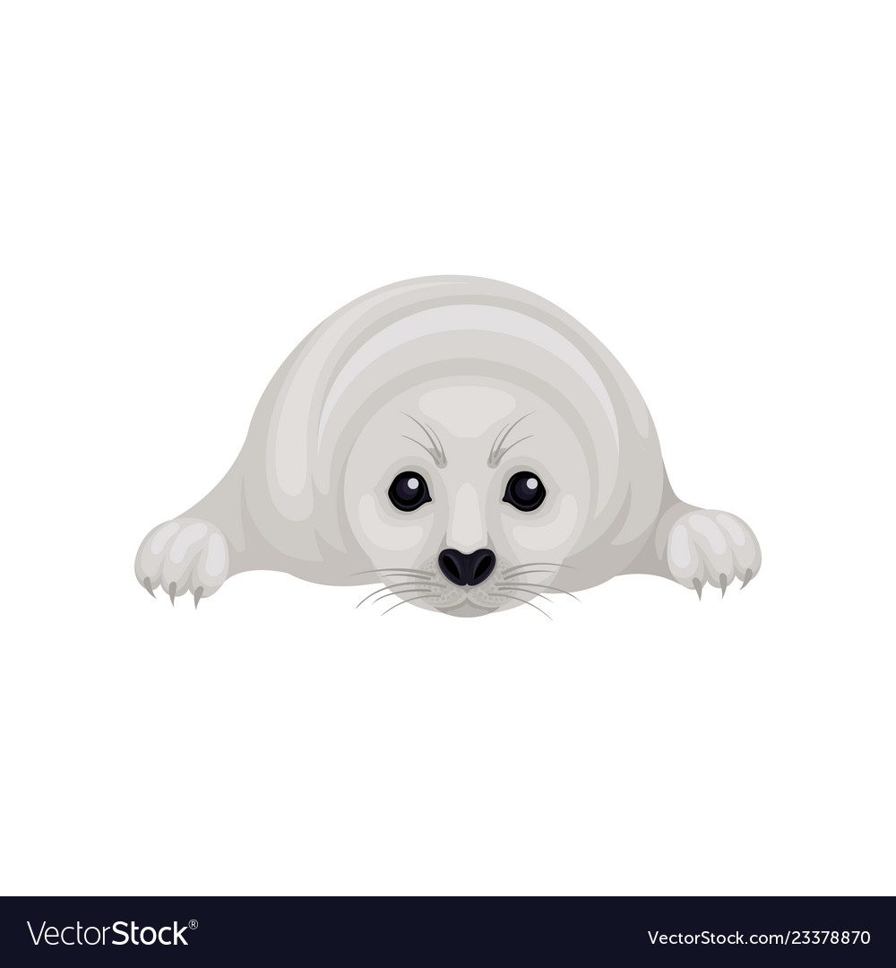 Cute gray seal pup lying isolated on white