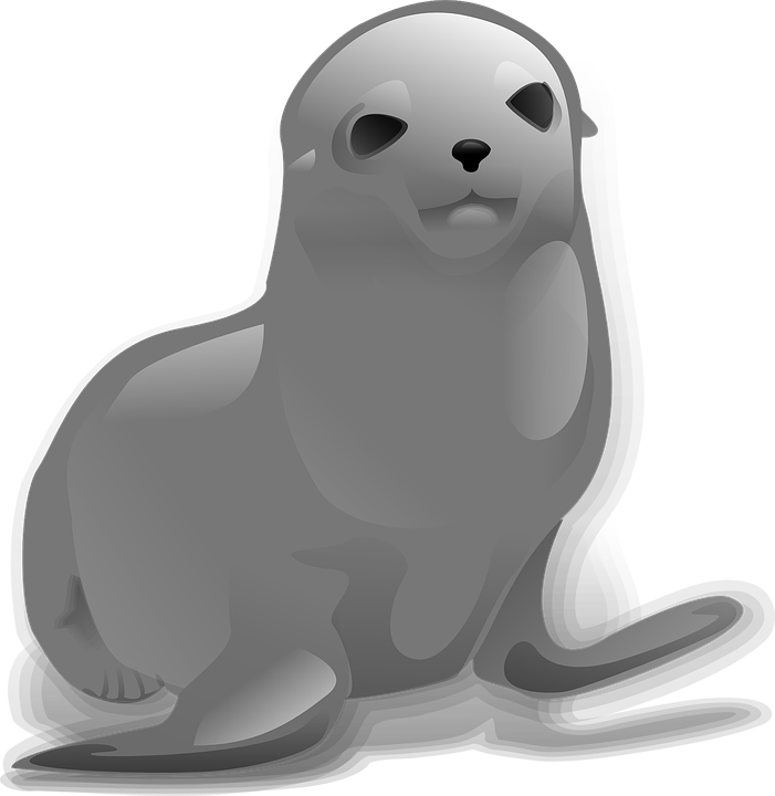 Harbor Seal PNG Clipart Image