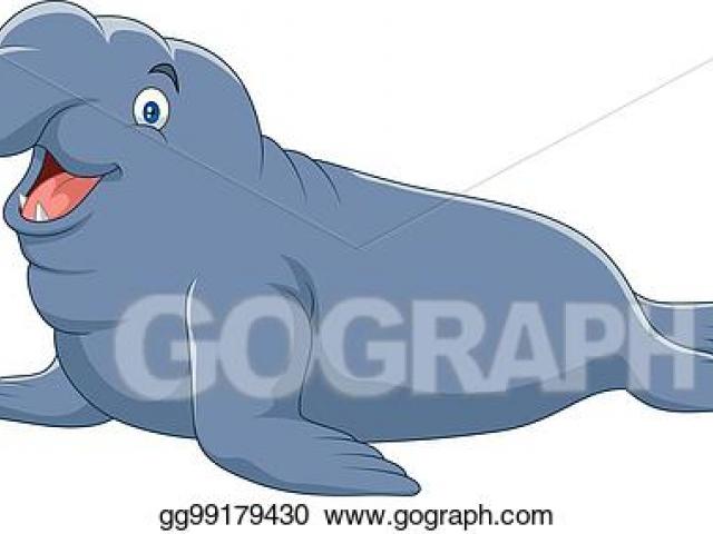 Free elephant seal.