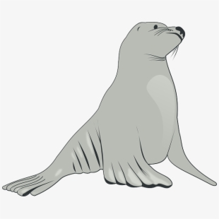 Seal png image.