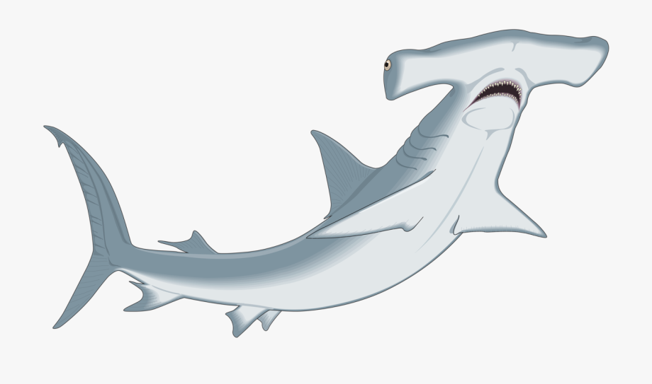 Hammerhead Shark Clipart Clip Art